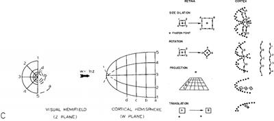 A Space-Variant Visual Pathway Model for Data Efficient Deep Learning